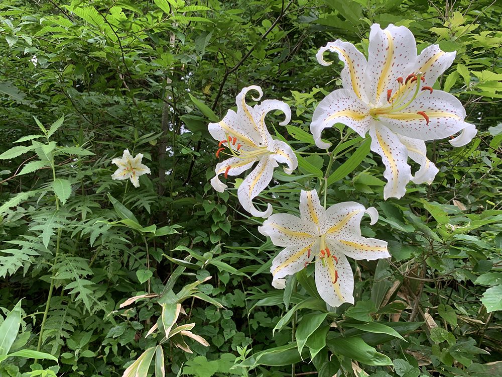 ヤマユリが咲き出しました