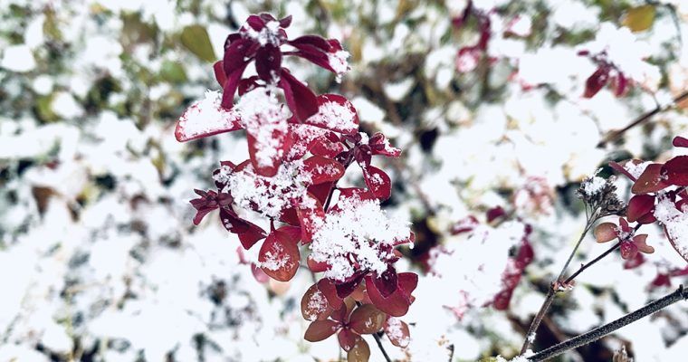 雪の季節になりました。