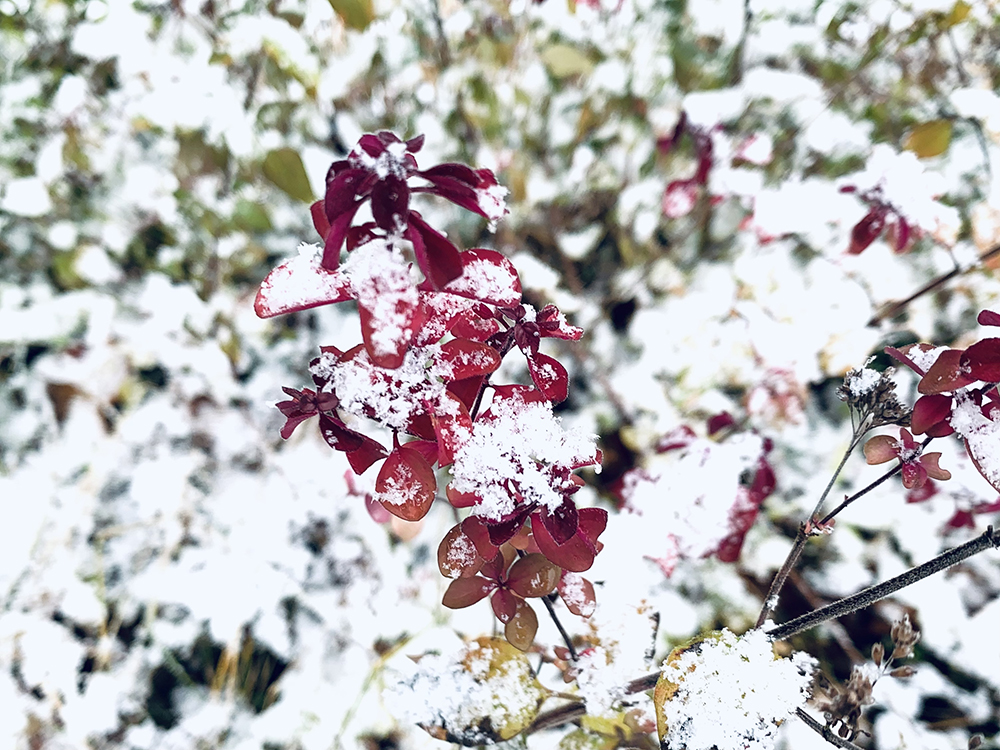 雪の季節になりました。