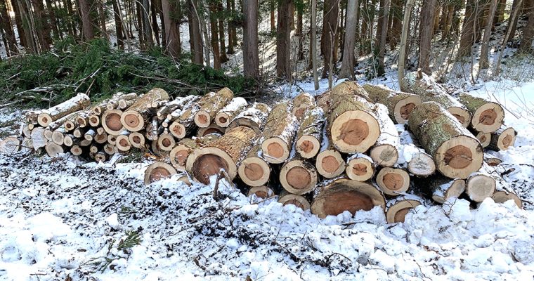 保護中: 【株主の皆様へ】伐採立木について