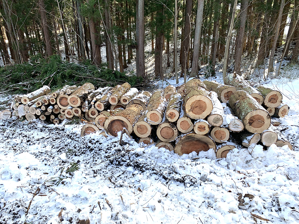 保護中: 【株主の皆様へ】伐採立木について