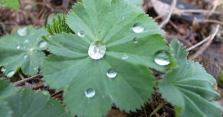 保護中: 【株主の皆様へ】湧き水に関するお知らせ