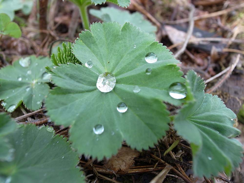 保護中: 【株主の皆様へ】湧き水に関するお知らせ